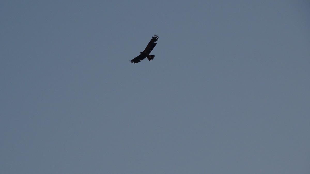 Golden Eagle - ML644095880