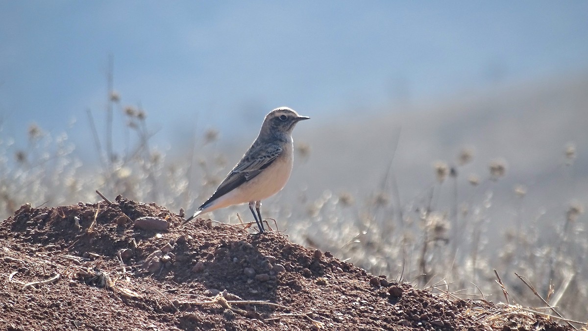 Pied Wheatear - ML644095881