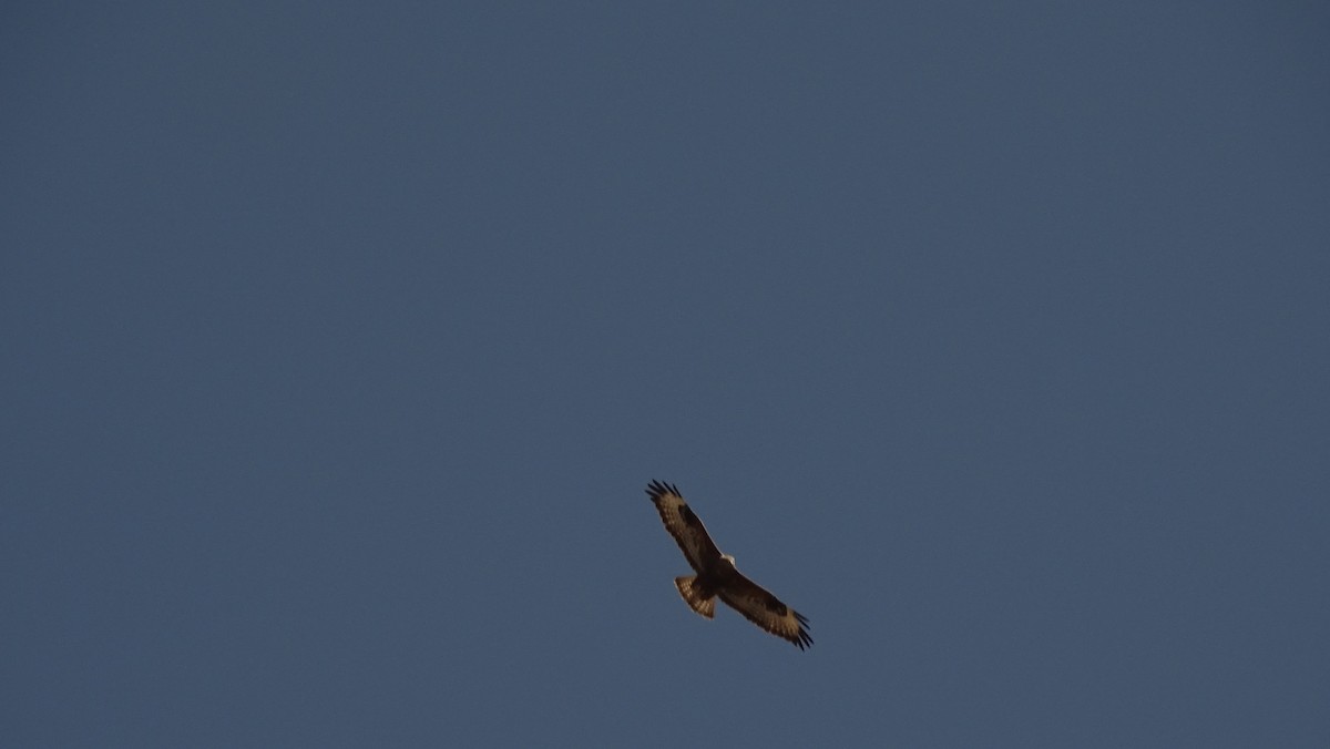 Golden Eagle - ML644095882