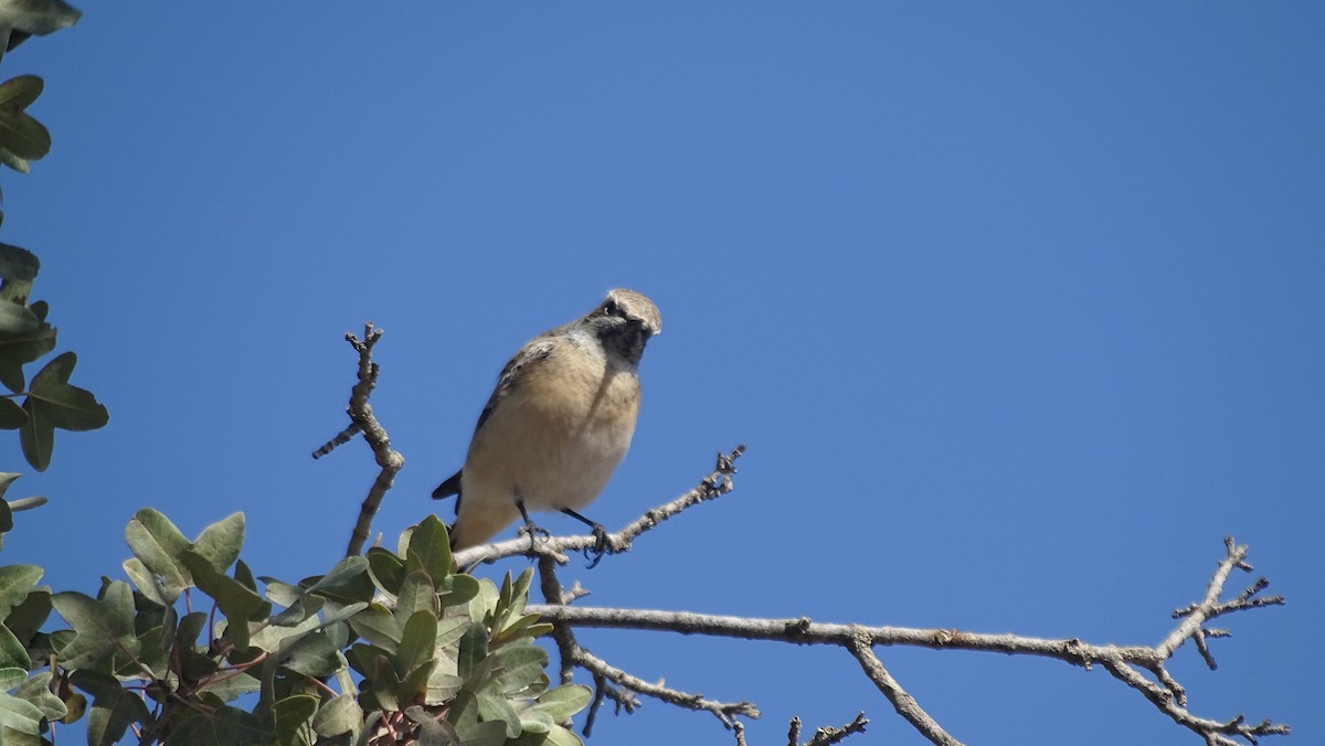 Pied Wheatear - ML644095883