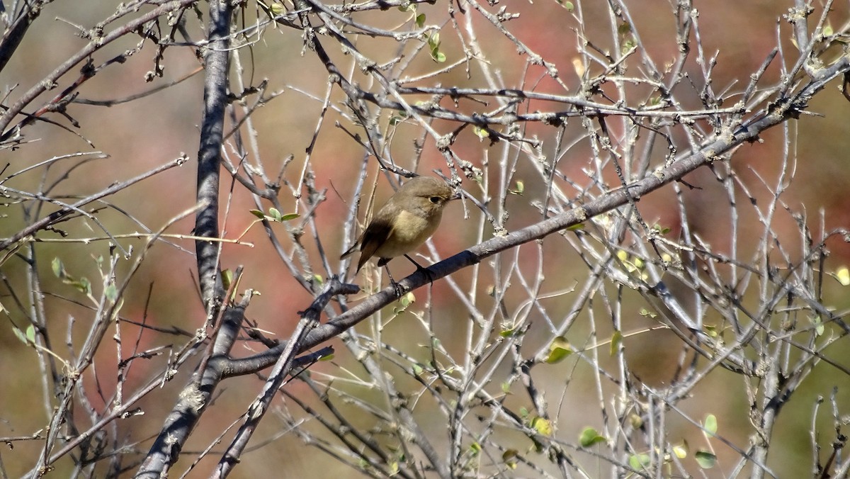 Red-breasted Flycatcher - ML644095885