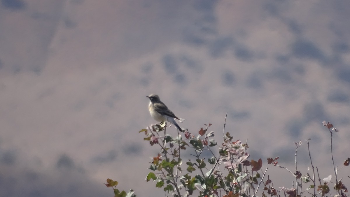 Pied Wheatear - ML644095886