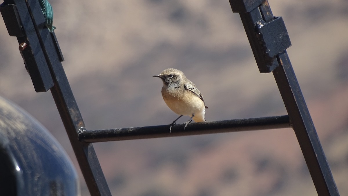 Pied Wheatear - ML644095887