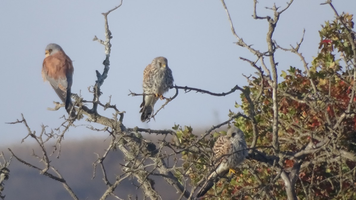 Lesser Kestrel - ML644095892