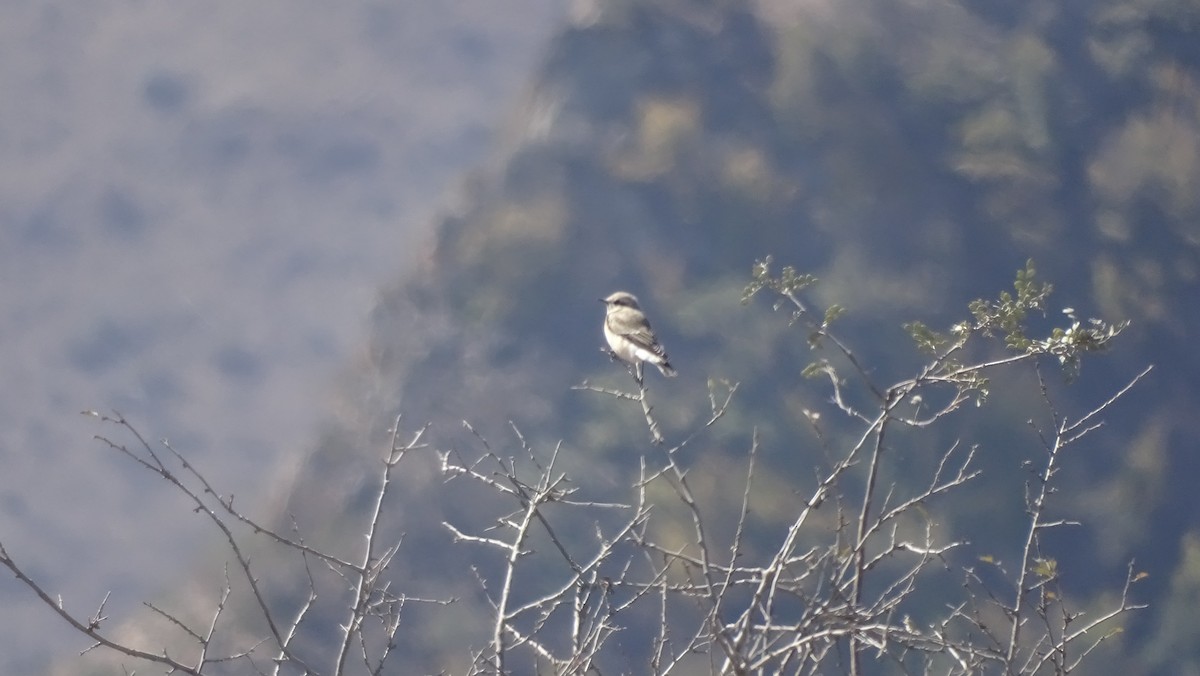 Red-breasted Flycatcher - ML644095893