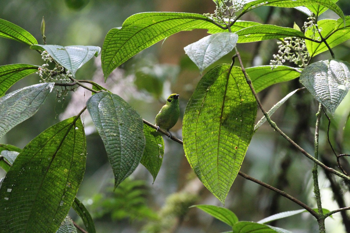 Emerald Tanager - ML644095963