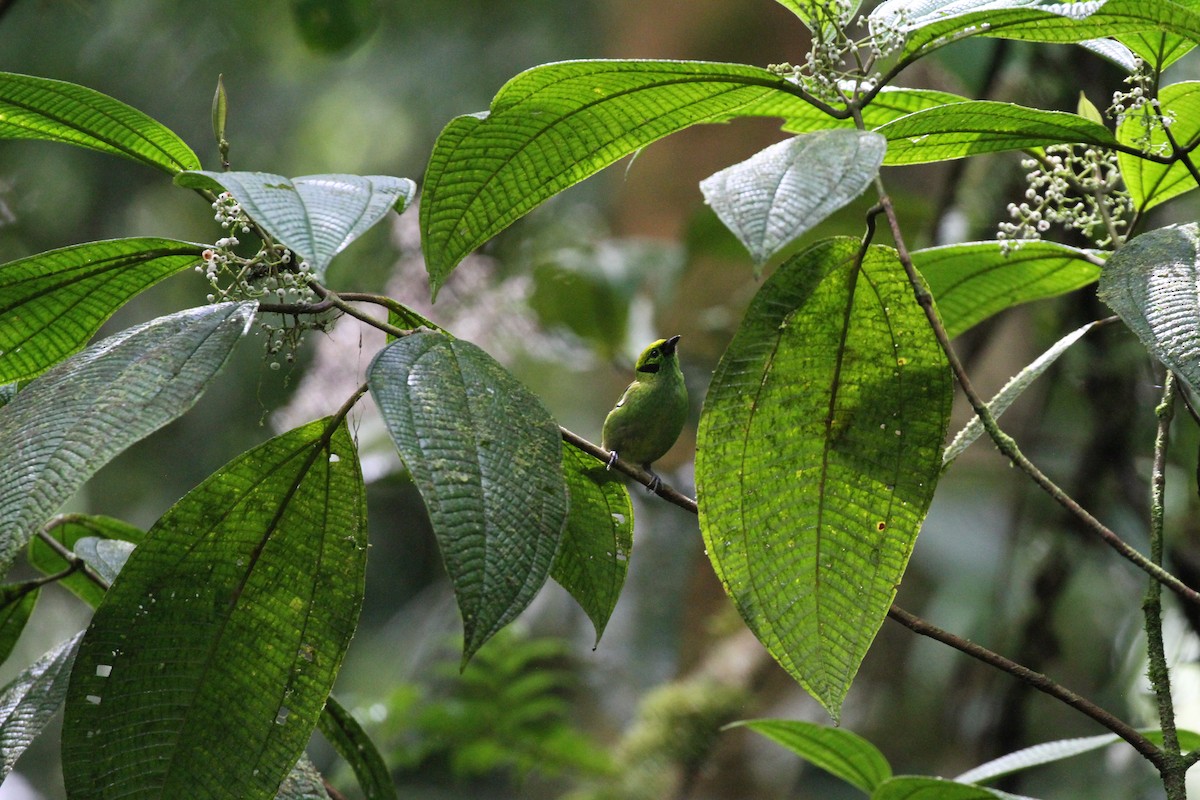 Emerald Tanager - ML644095964