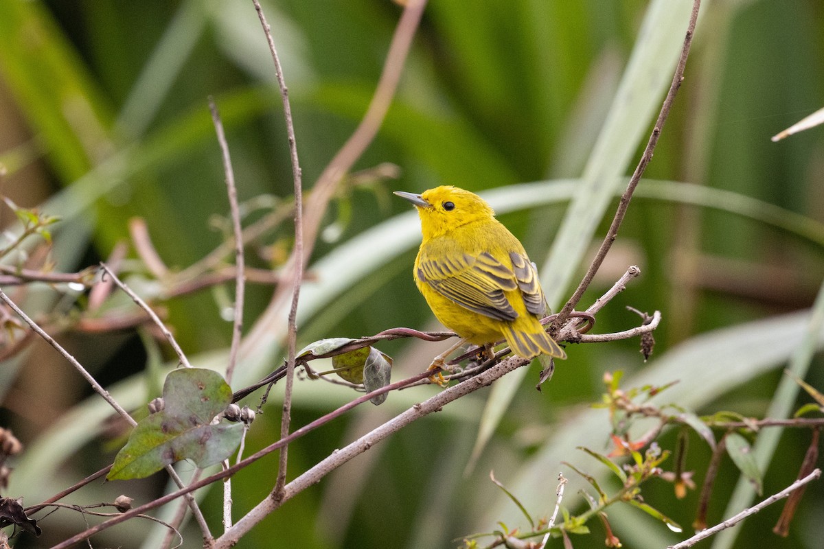 Yellow Warbler - ML644095965