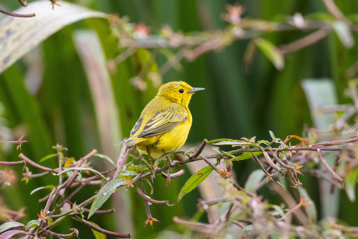 Yellow Warbler - ML644095966