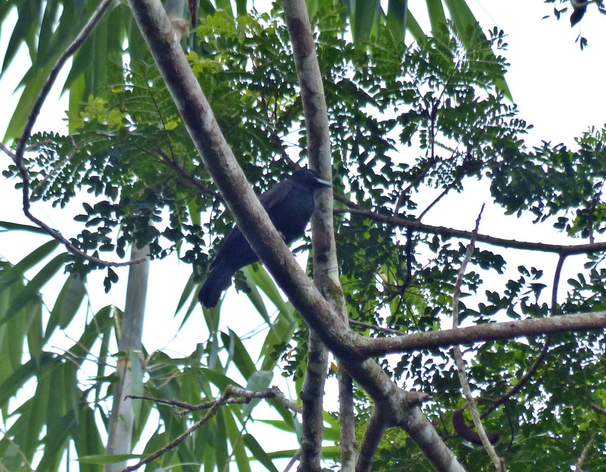 Purple-throated Fruitcrow - ML644095970