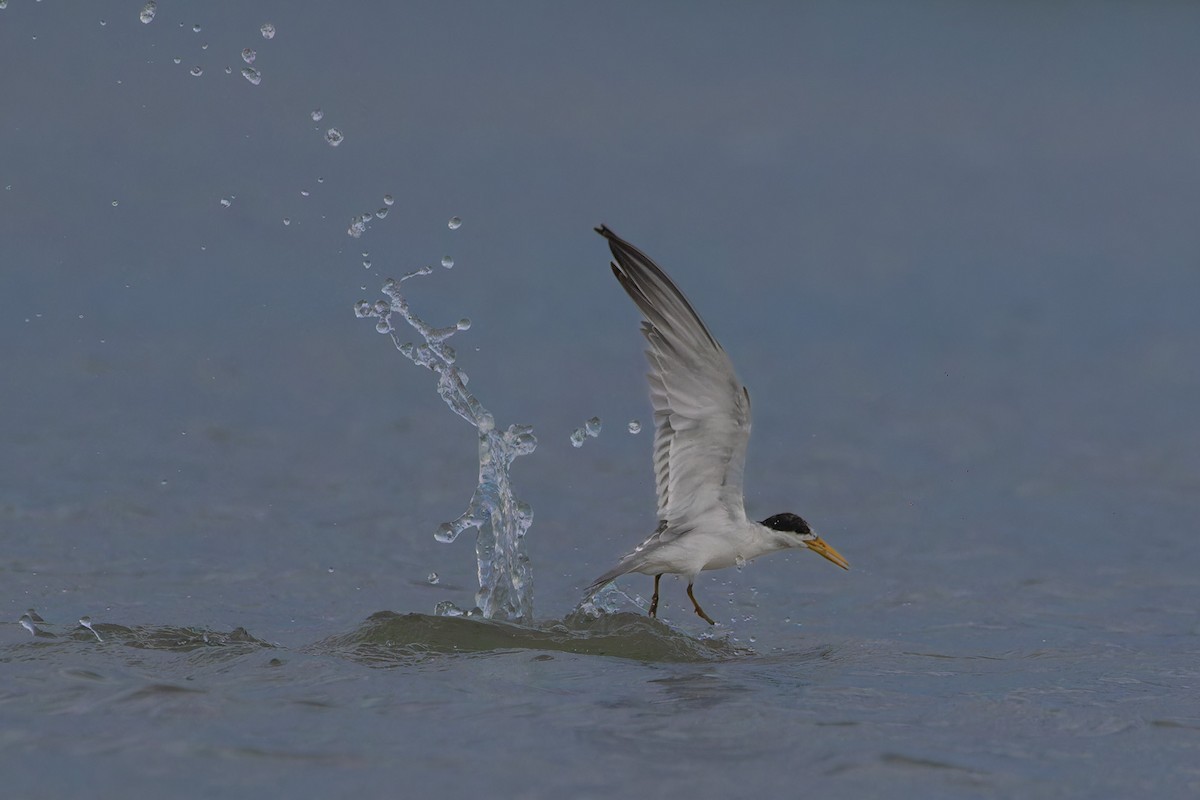 Yellow-billed Tern - ML644095972
