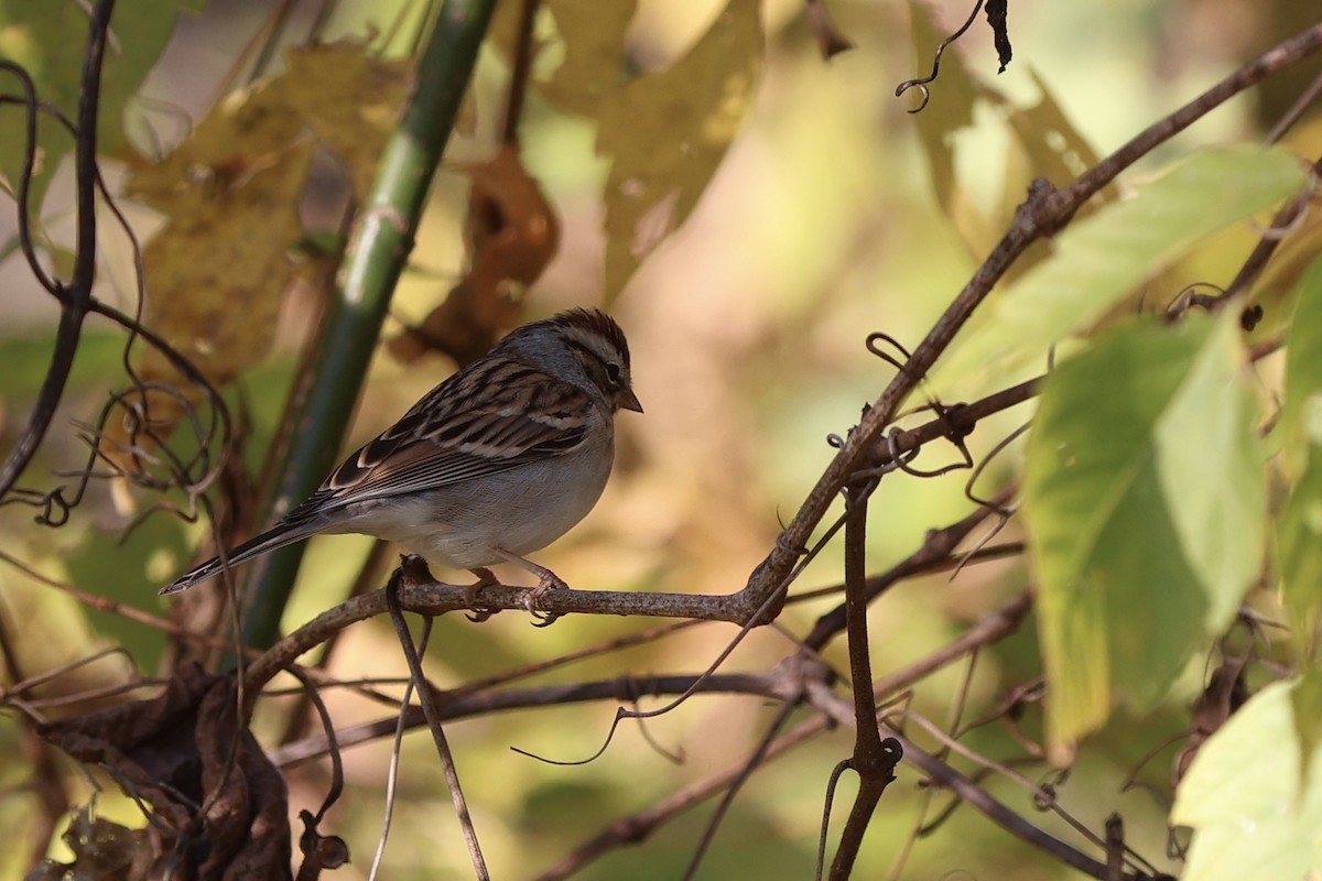 Chipping Sparrow - ML644095973