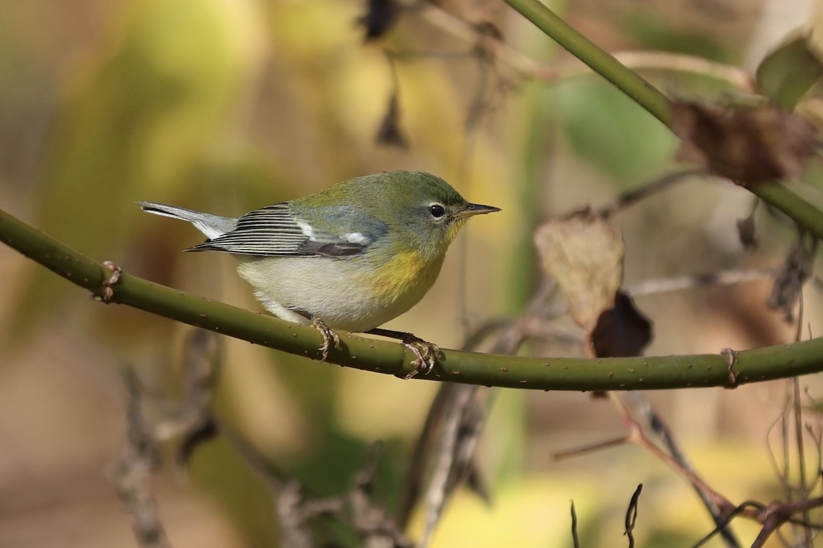 Northern Parula - ML644095987