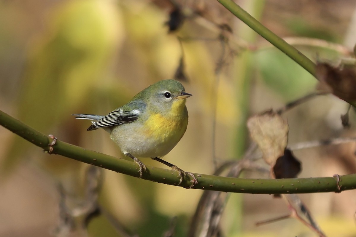 Northern Parula - ML644095992