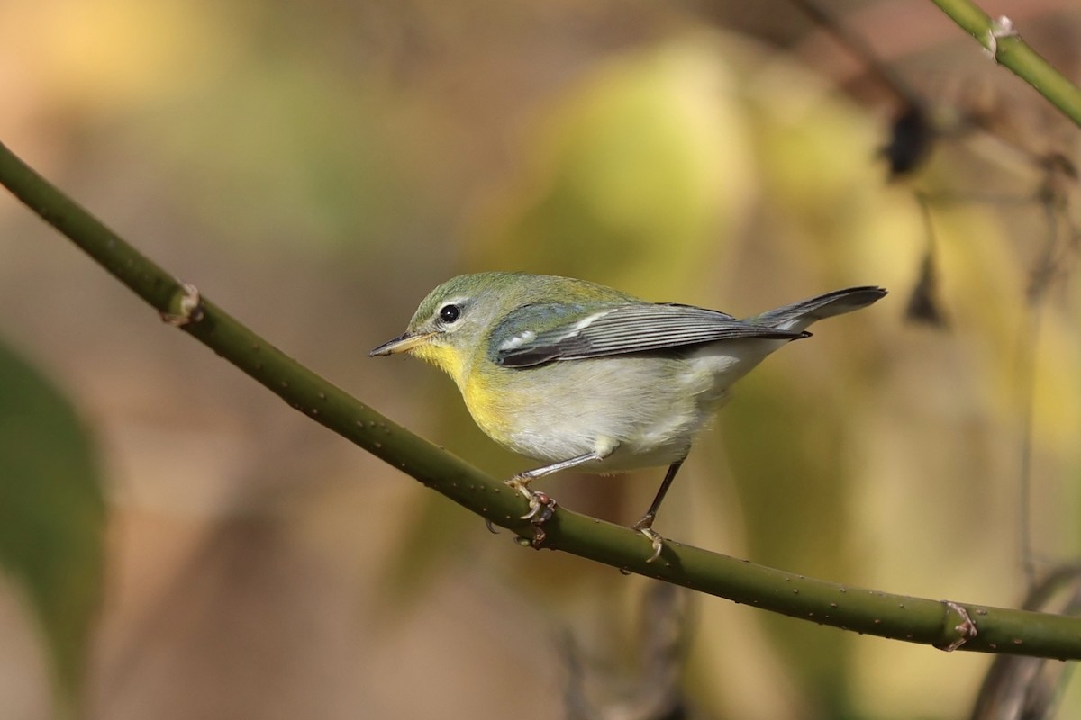 Northern Parula - ML644095993