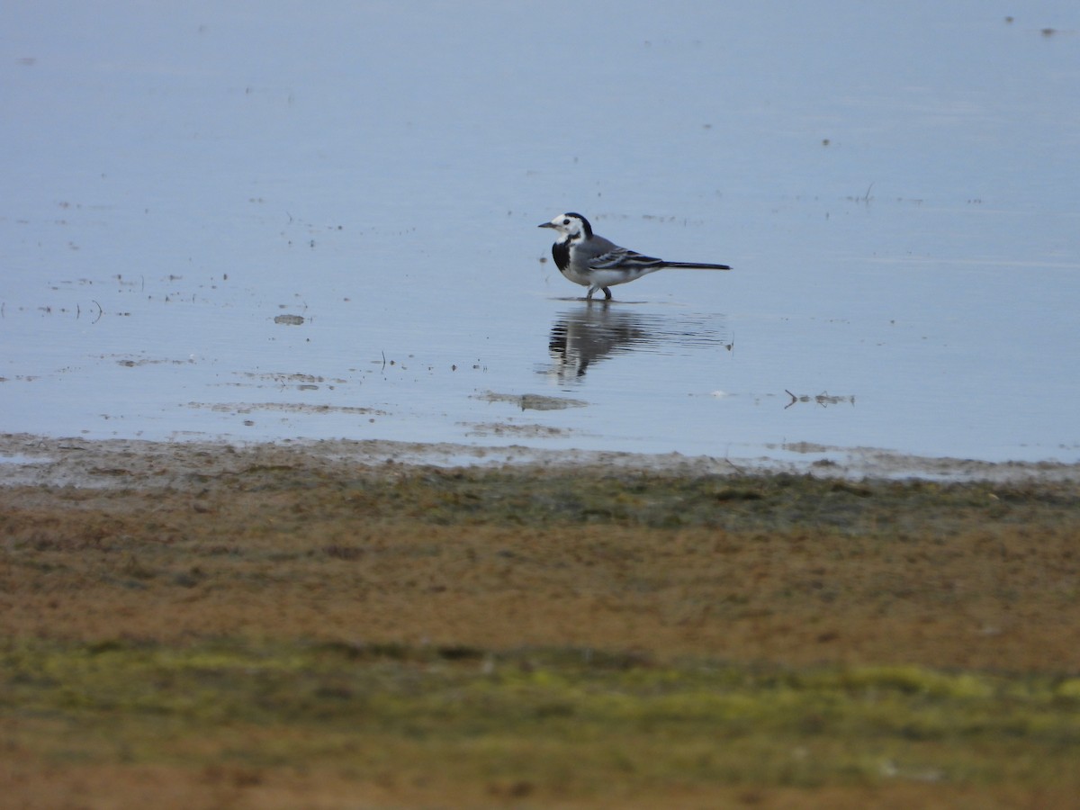 White Wagtail - ML644096000