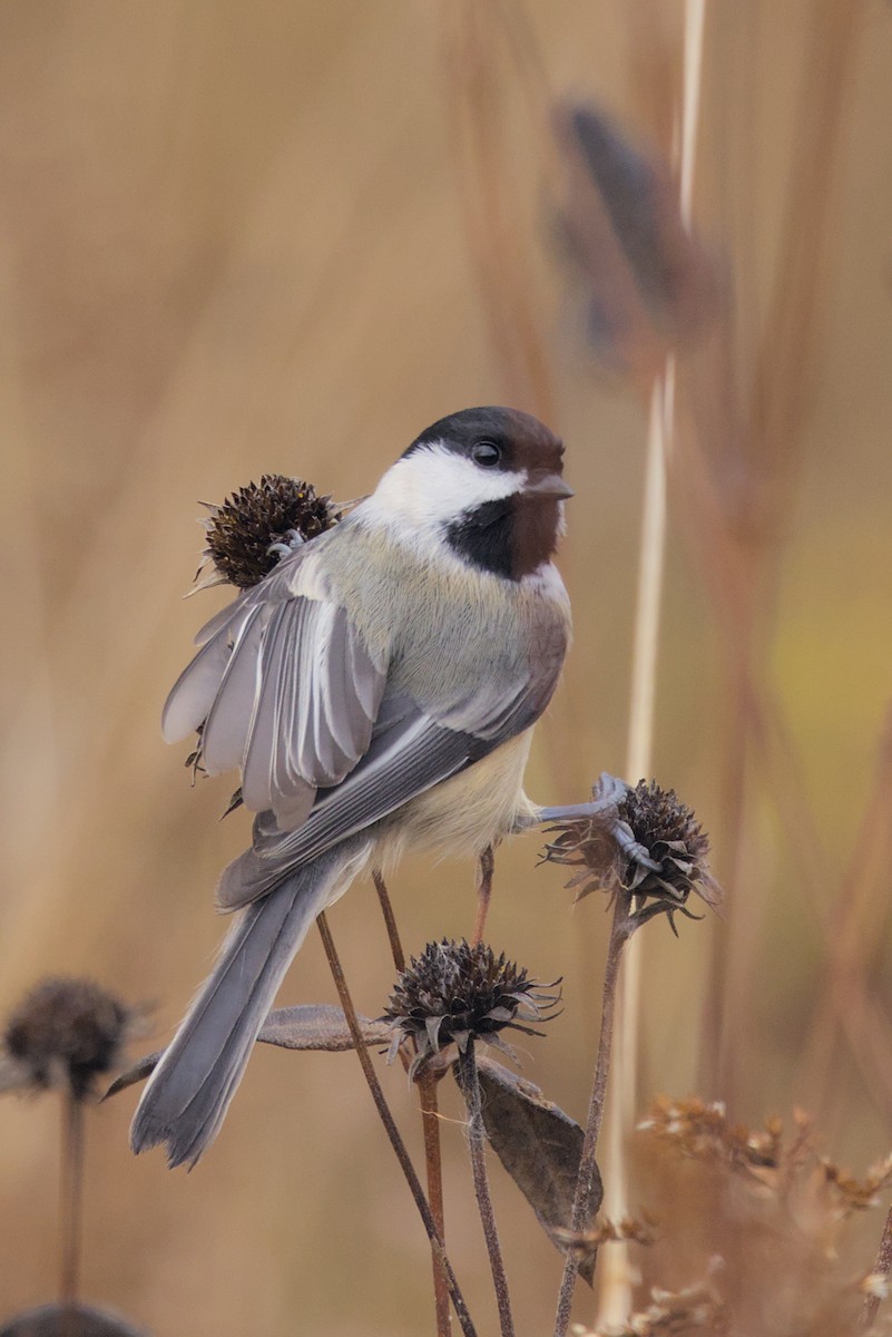 Black-capped Chickadee - ML644096014