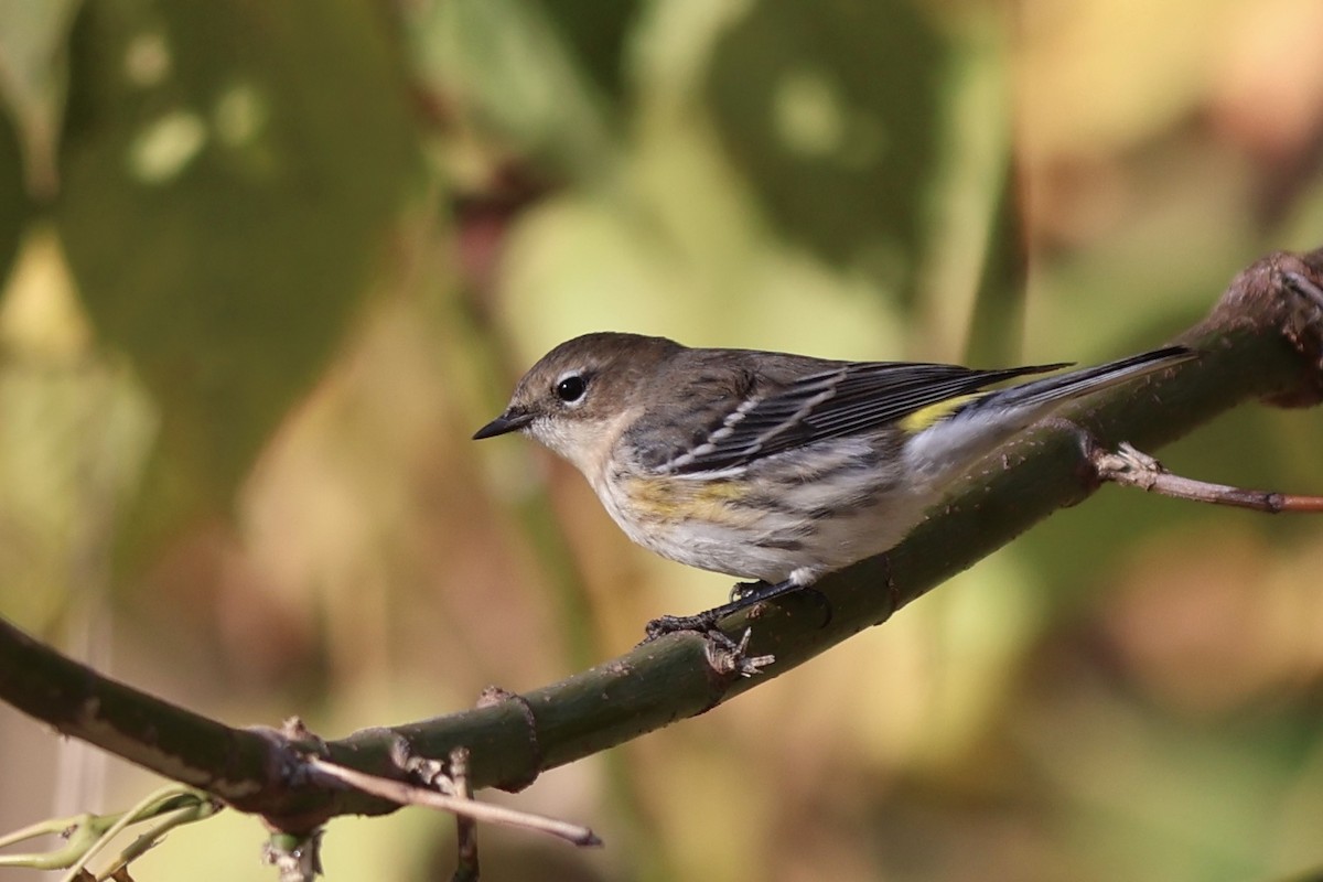 Yellow-rumped Warbler - ML644096020