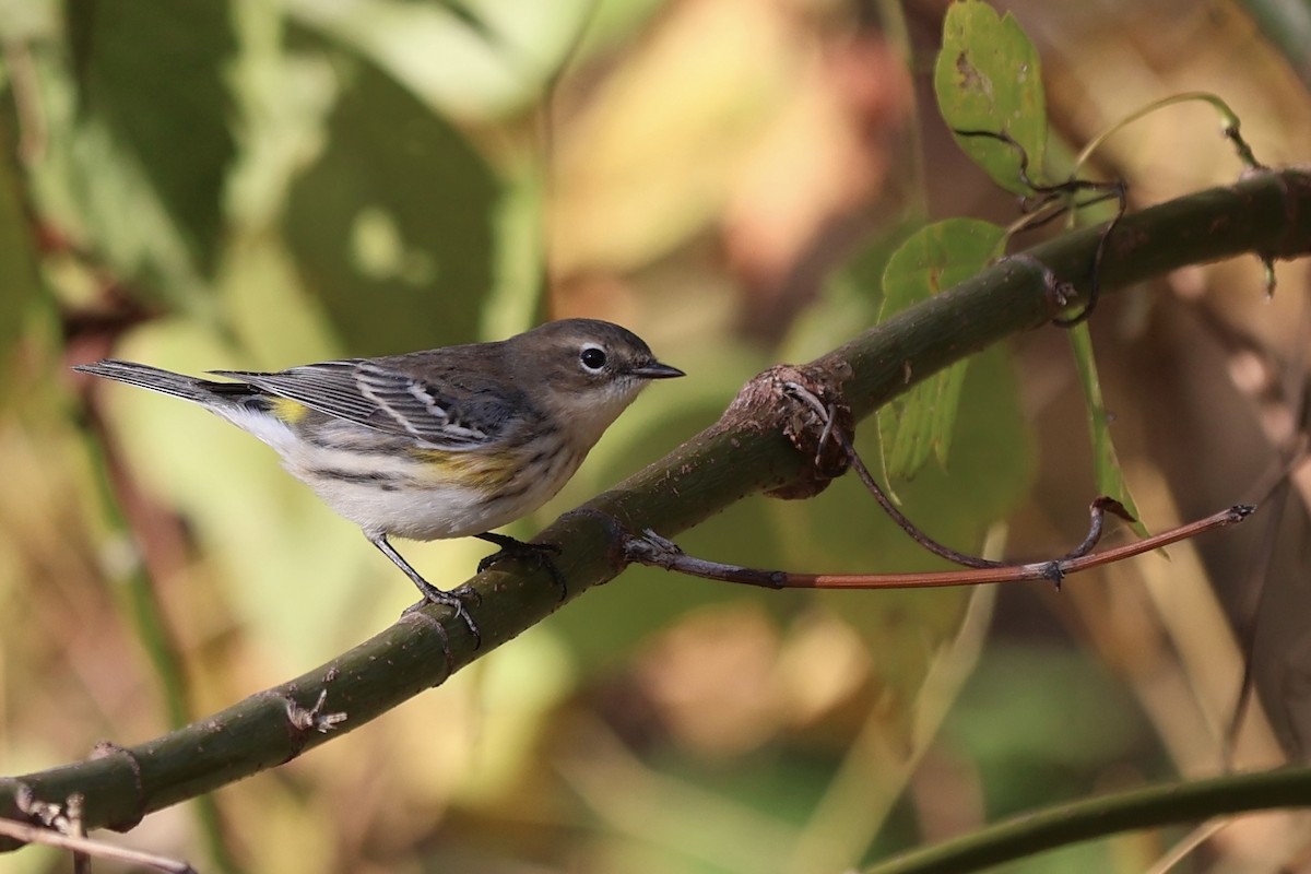 Yellow-rumped Warbler - ML644096021