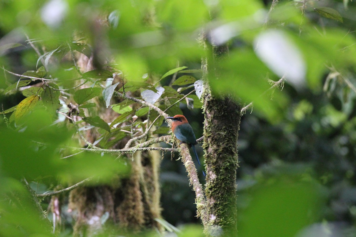 Broad-billed Motmot - ML644096022