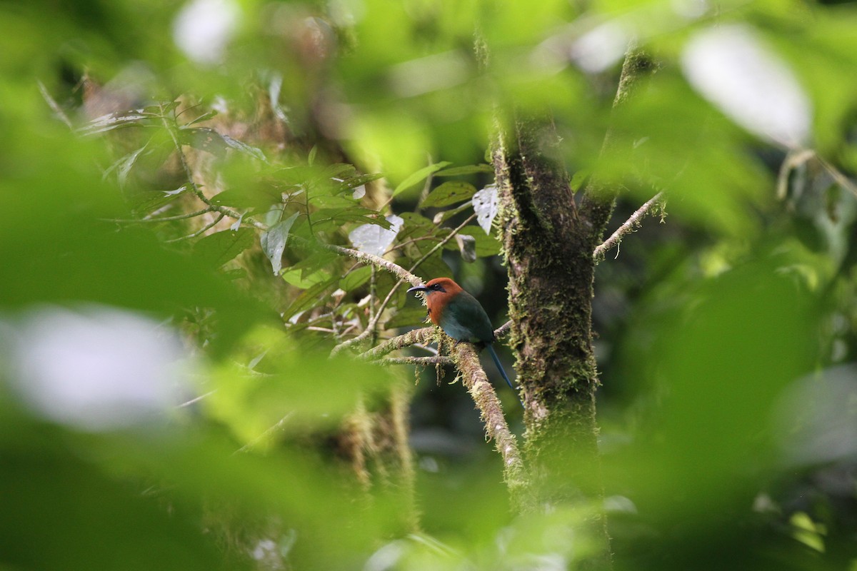 Broad-billed Motmot - ML644096023