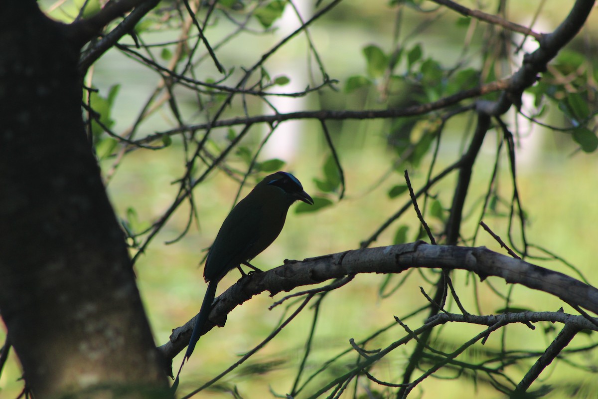 Lesson's Motmot - ML644096037
