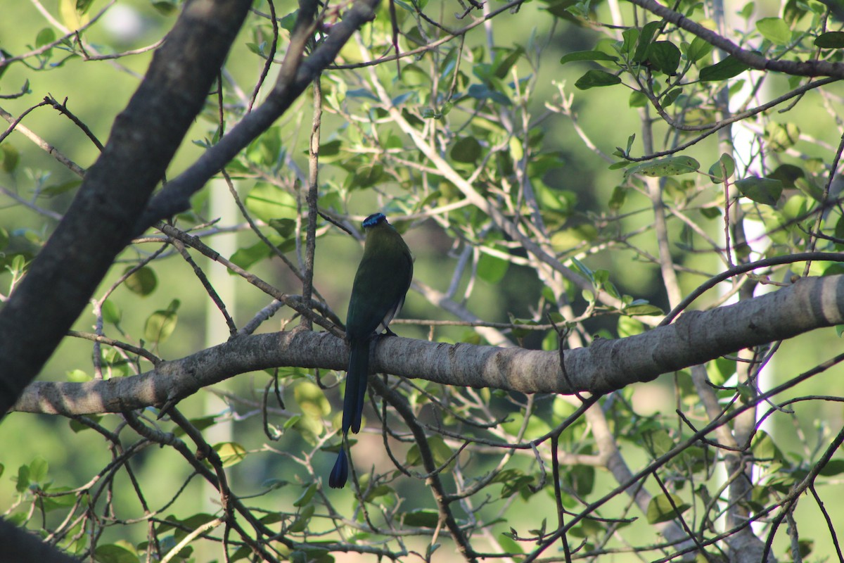 Lesson's Motmot - ML644096038