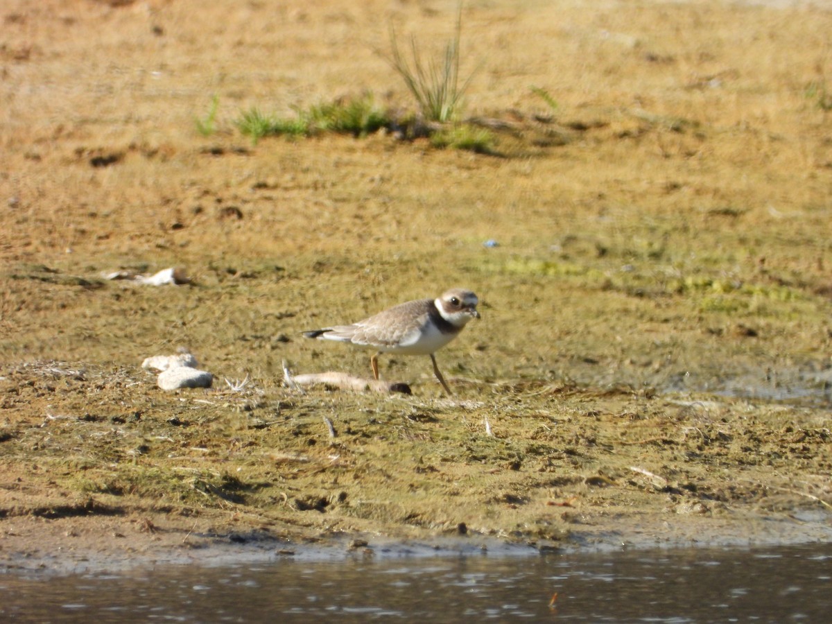 Common Ringed Plover - ML644096039
