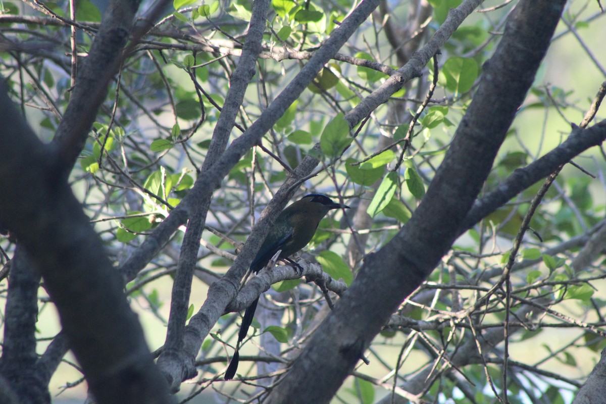 Lesson's Motmot - ML644096040