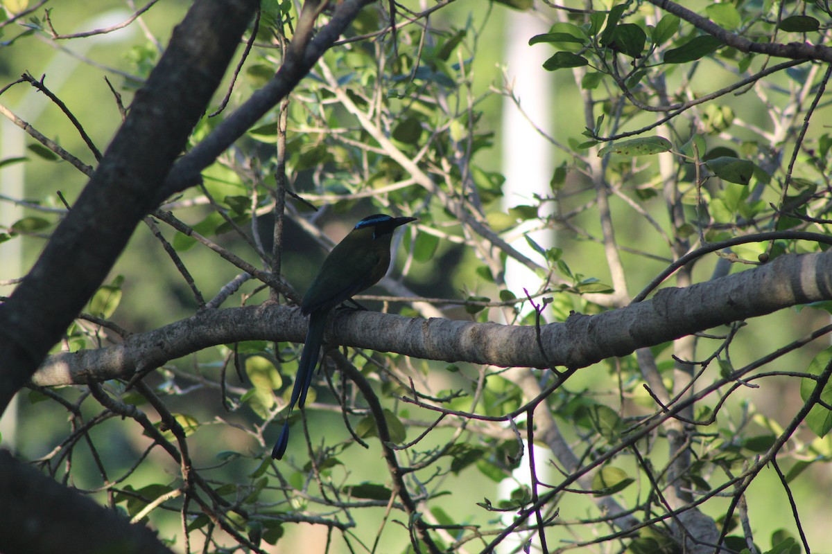 Lesson's Motmot - ML644096041