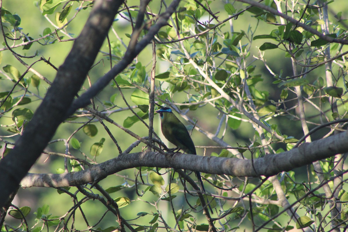 Lesson's Motmot - ML644096042