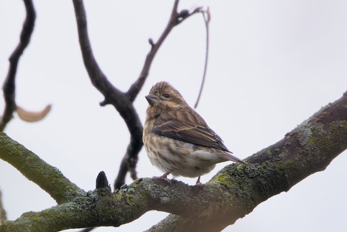 Purple Finch - ML644096050