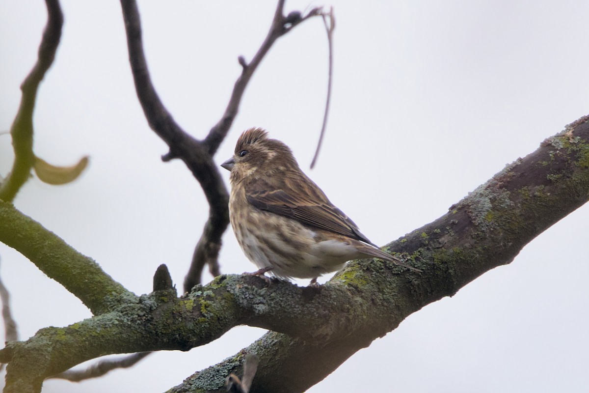 Purple Finch - ML644096051