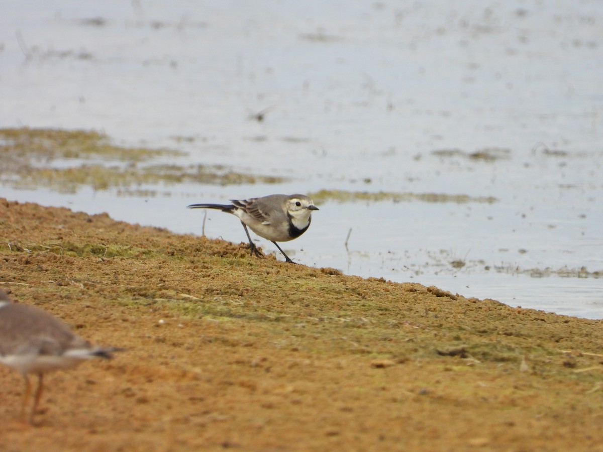 White Wagtail - ML644096055