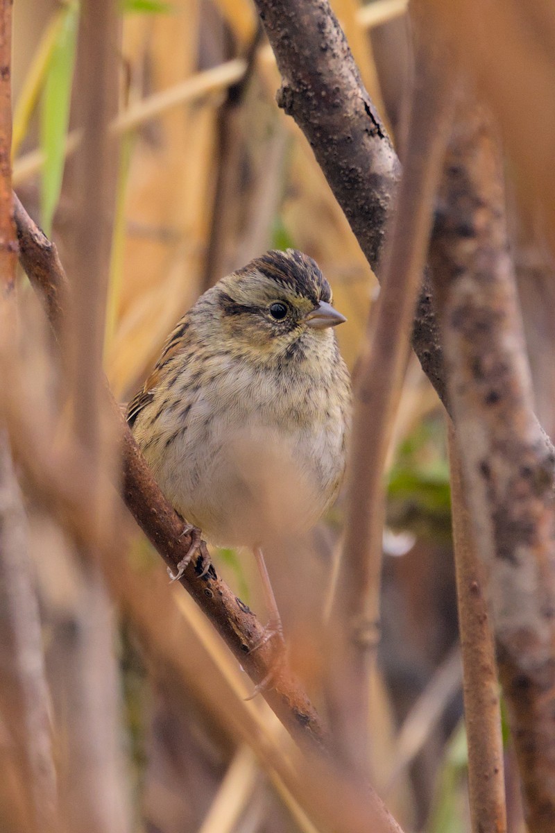 Swamp Sparrow - ML644096059