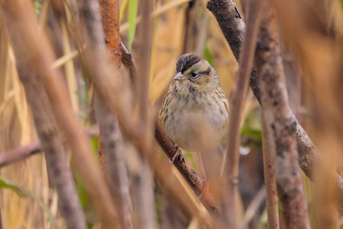 Swamp Sparrow - ML644096060