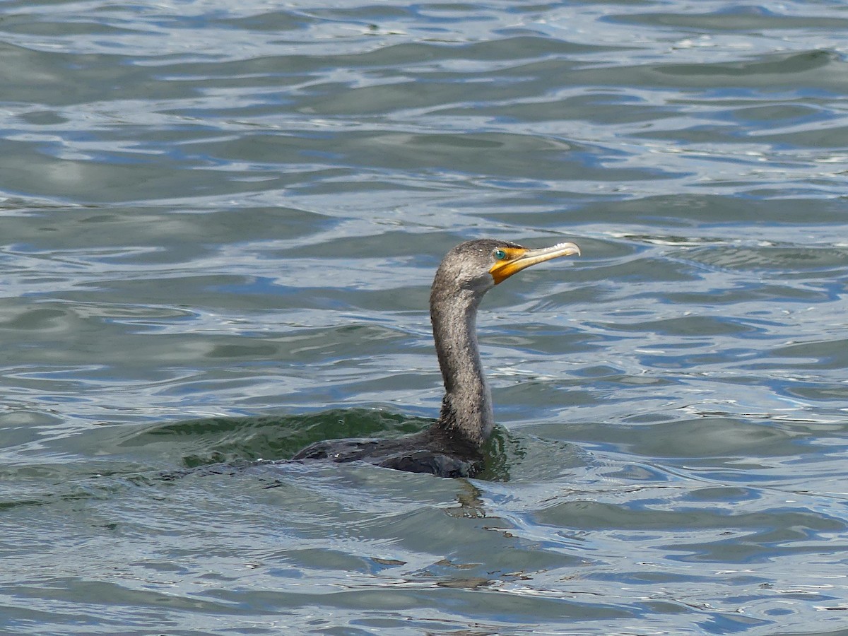 Double-crested Cormorant - ML644096066