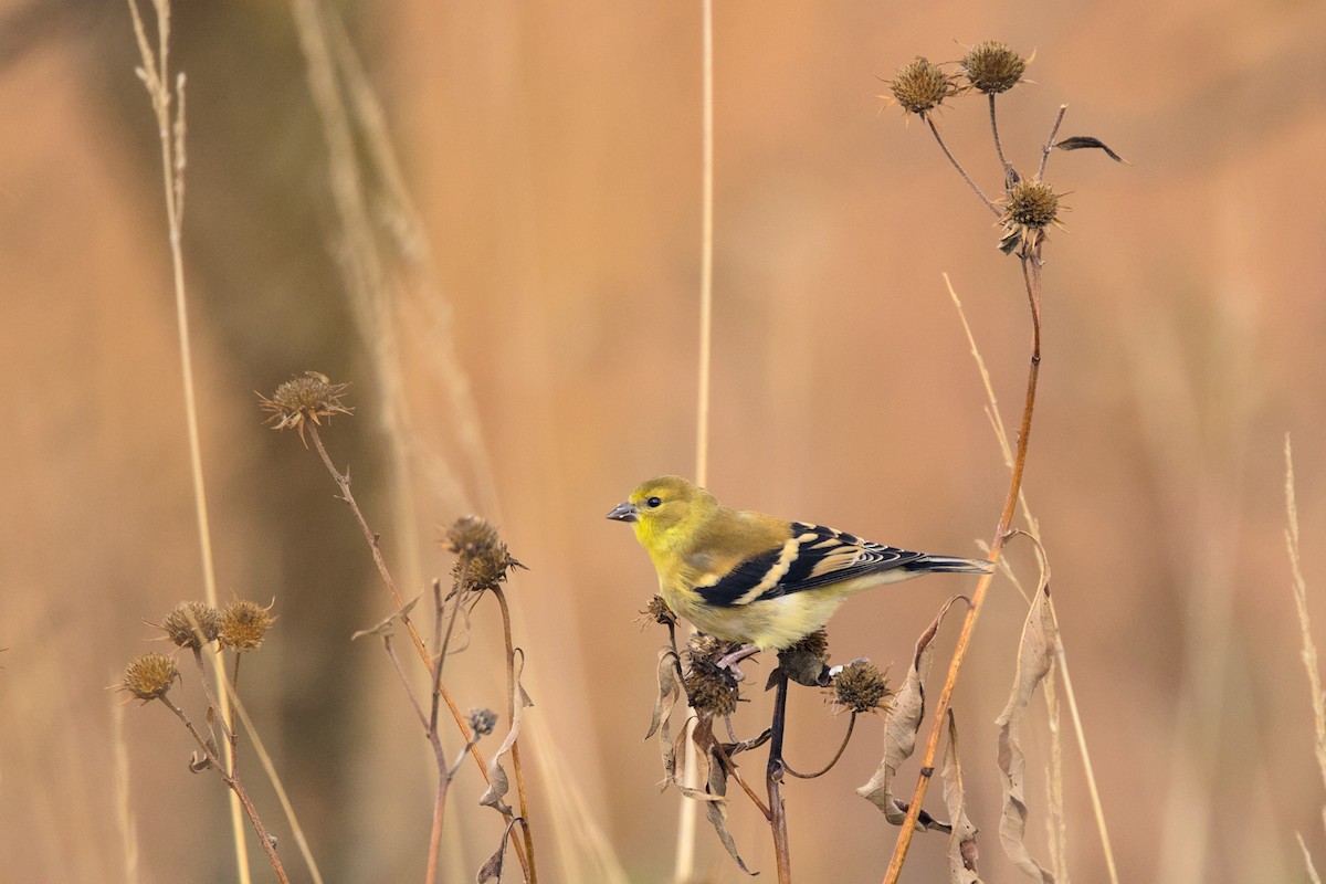 American Goldfinch - ML644096068