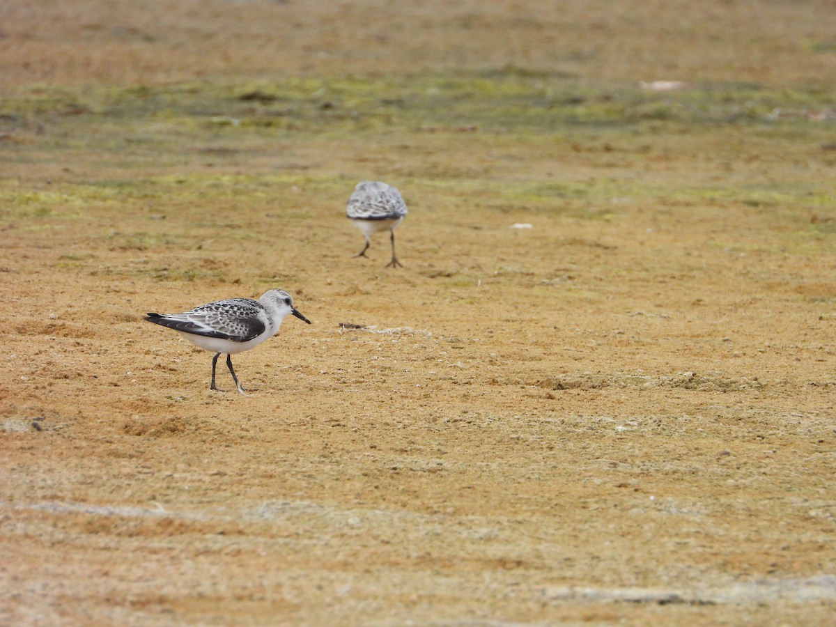 Sanderling - ML644096072
