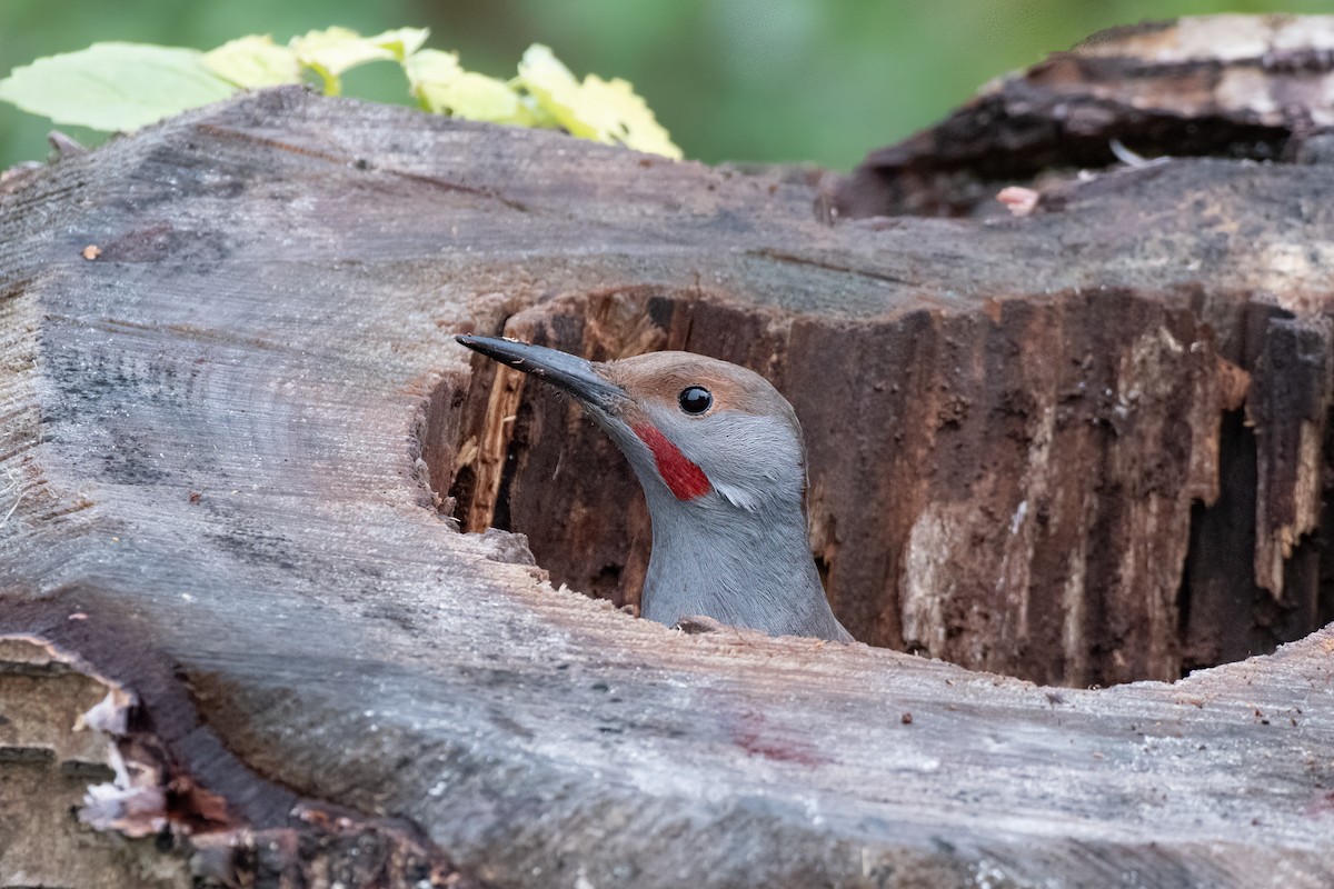 Northern Flicker (Red-shafted) - ML644096074