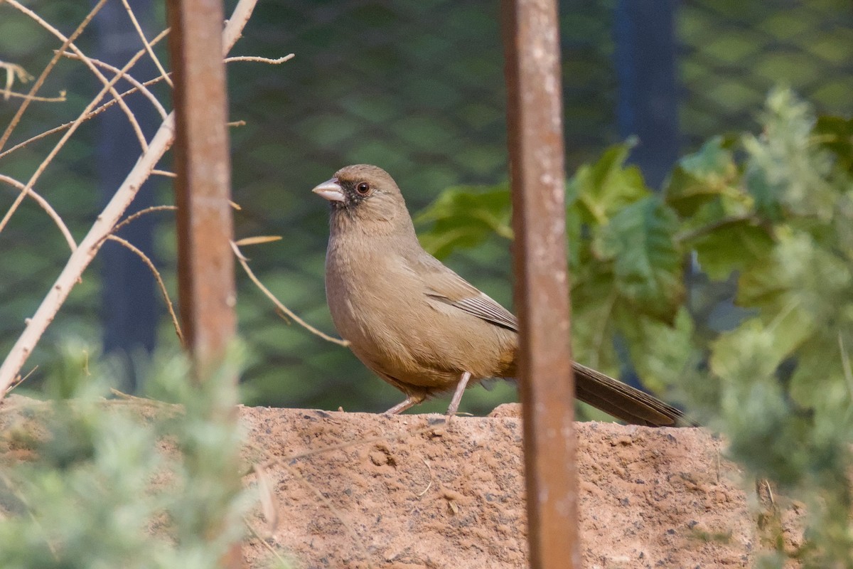 Abert's Towhee - ML644096075