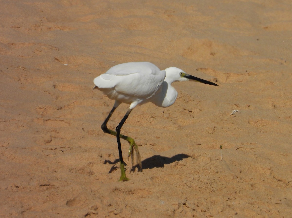 Little Egret (Western) - ML644096083