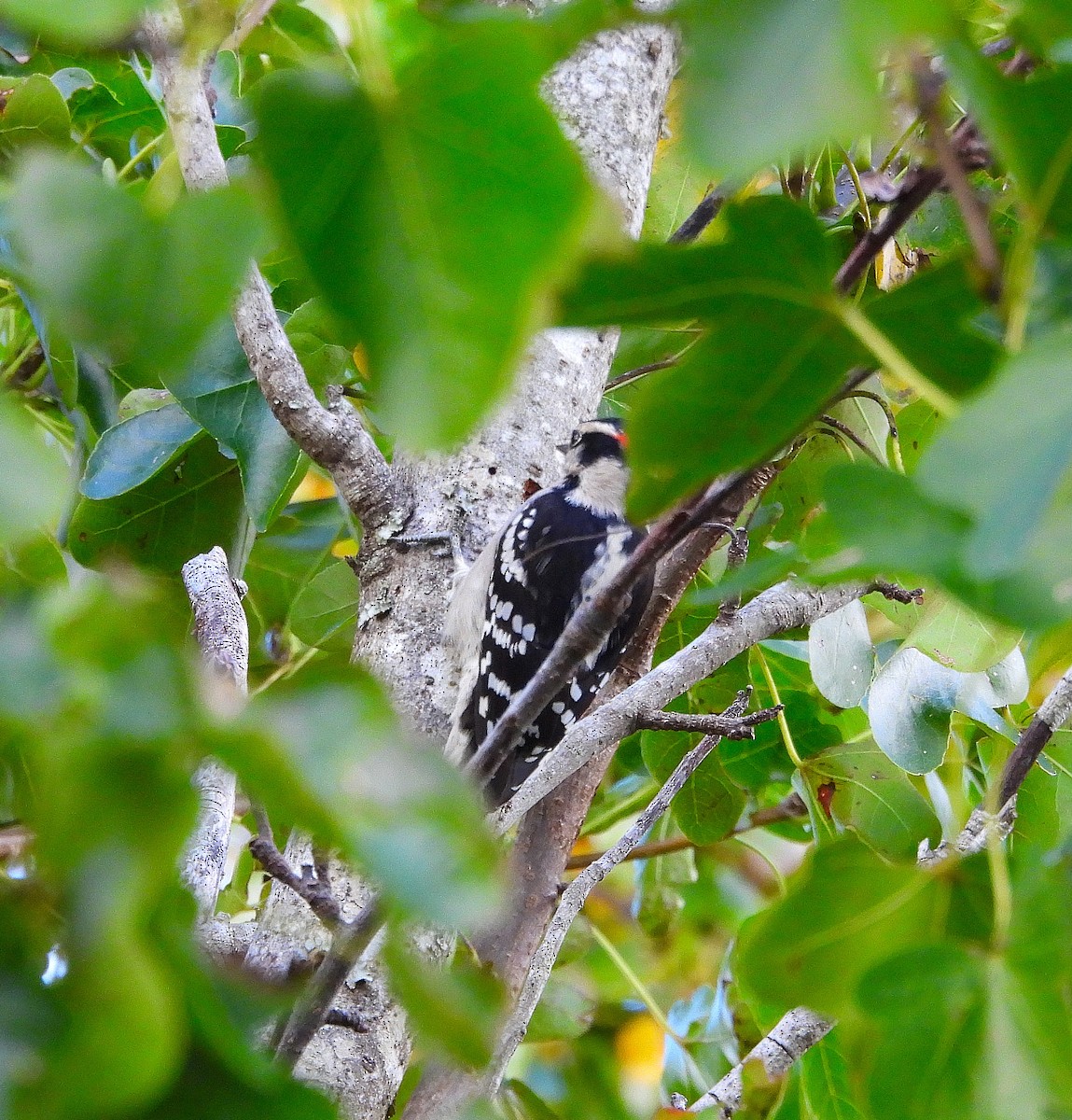 Downy Woodpecker - ML644096087