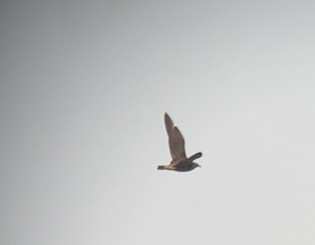 Pomarine Jaeger - ML644096093