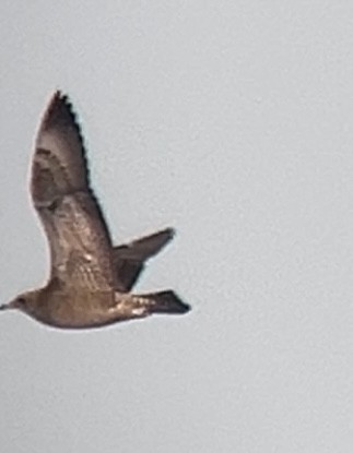 Pomarine Jaeger - ML644096094