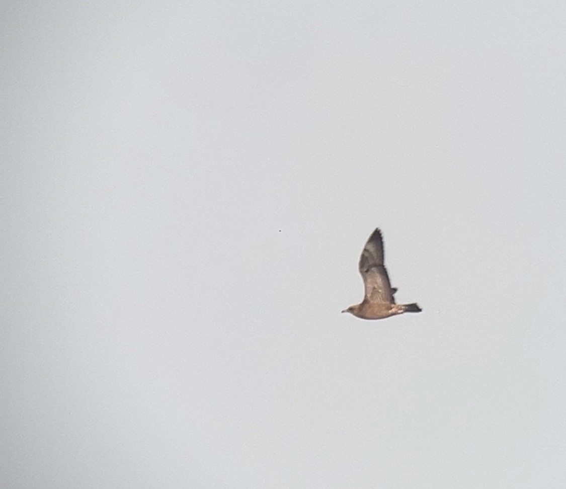 Pomarine Jaeger - ML644096095