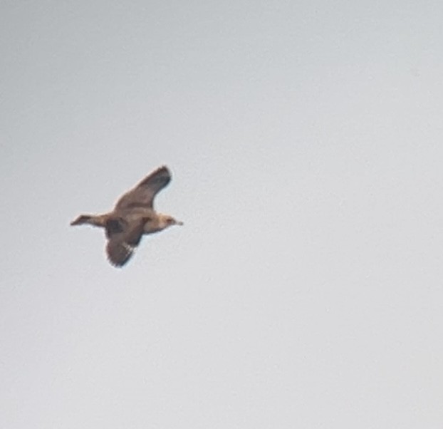 Pomarine Jaeger - ML644096096