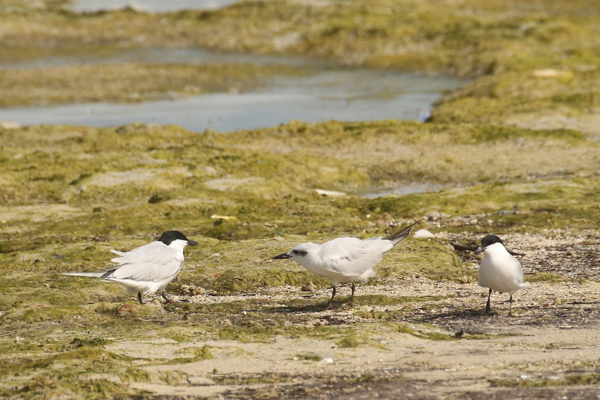 Gull-billed Tern - ML644096105