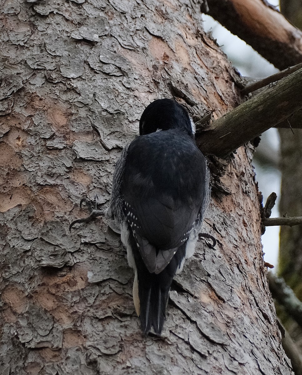 Black-backed Woodpecker - ML644096111
