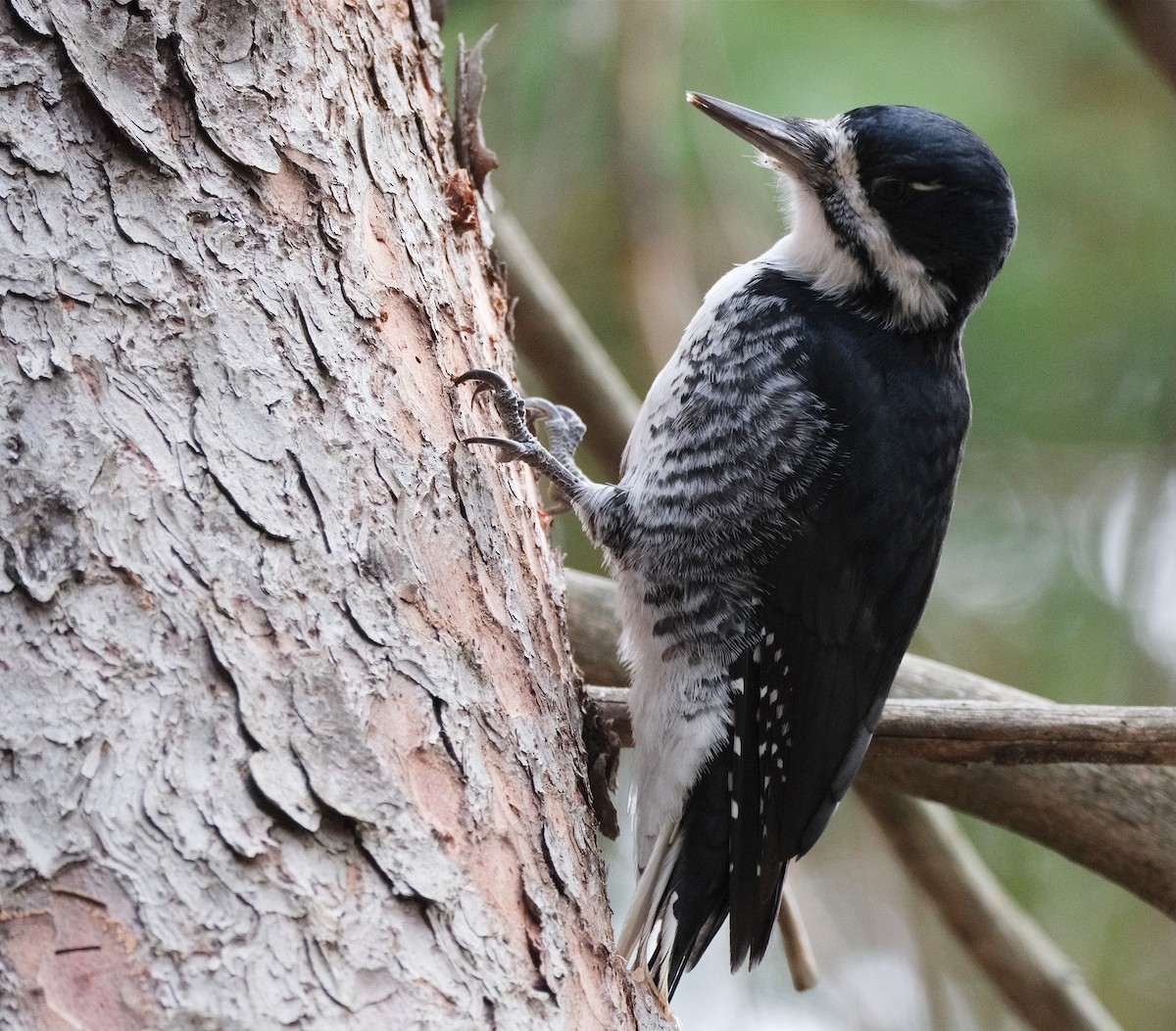 Black-backed Woodpecker - ML644096112